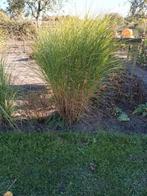 Mooie sierplant zie foto, Tuin en Terras, Planten | Tuinplanten, Ophalen, Overige soorten, Volle zon