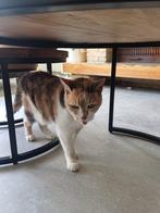 2 poezen, Dieren en Toebehoren, Katten en Kittens | Overige Katten, Poes, Kortharig, 6 jaar of ouder