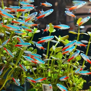 Paracheirodon innesi beschikbaar voor biedingen