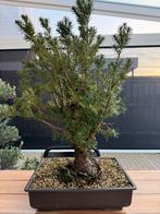 Bonsqi Taxus canadensis, Tuin en Terras, In pot, Bloeit niet, Halfschaduw, Minder dan 100 cm