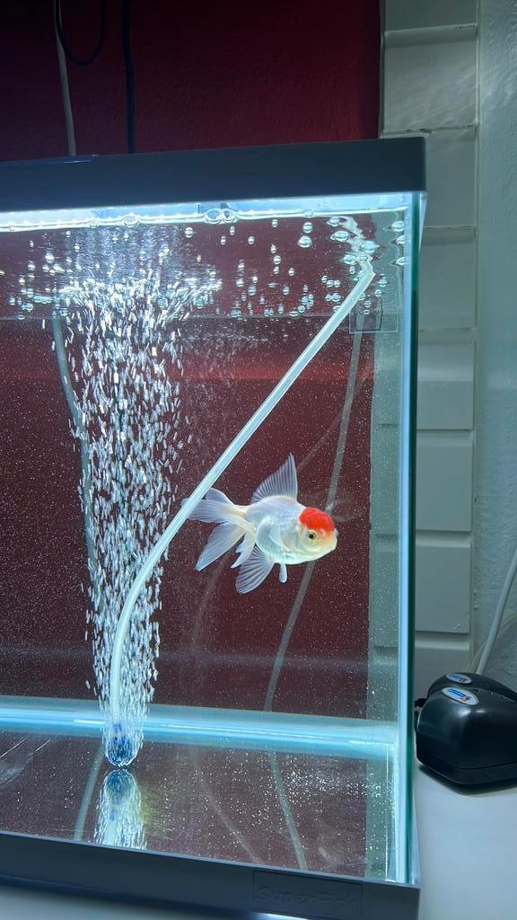 Sluierstaart leeuwenkop, Dieren en Toebehoren, Vissen | Aquaria en Toebehoren, Zo goed als nieuw, Plant(en), Steen of Hout, Ophalen of Verzenden