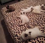 Ragdoll kittens met stamboom, Dieren en Toebehoren, Katten en Kittens | Raskatten | Langhaar, Meerdere dieren, Gechipt, 0 tot 2 jaar