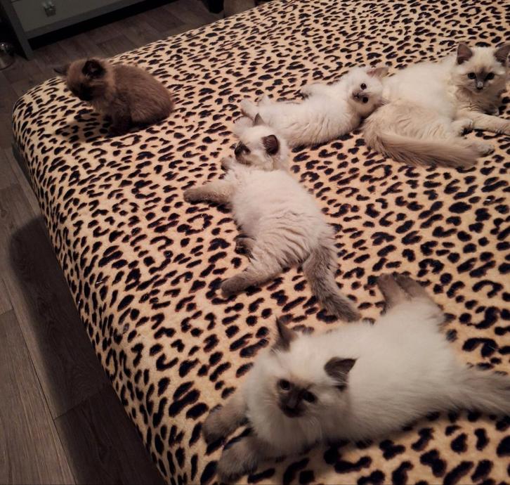 Ragdoll kittens met stamboom, Dieren en Toebehoren, Katten en Kittens | Raskatten | Langhaar, Meerdere dieren, 0 tot 2 jaar, Met stamboom