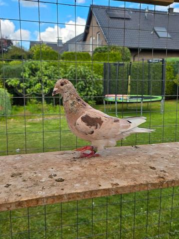 Almond postduiven duiven  beschikbaar voor biedingen