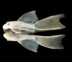 Aanbieding!!! White sluier ancistrus 4-4,5 cm!!!, Vis, Zoetwatervis