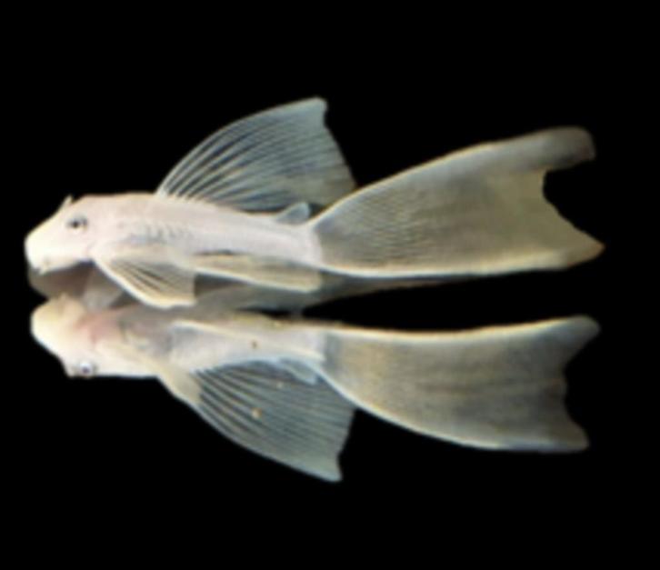 Aanbieding!!! White sluier ancistrus 4-4,5 cm!!!, Dieren en Toebehoren, Vissen | Aquariumvissen, Zoetwatervis, Vis