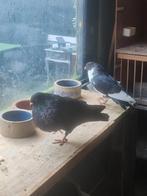 Mooie  bastaard  doffer, Dieren en Toebehoren, Vogels | Duiven, Mannelijk, Kropper