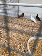 Rode grond duif duivin, Vrouwelijk, Postduif