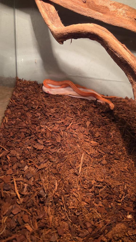 3 rattenslangen met terrarium