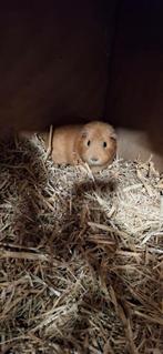 Cavia beertje 1 jaar oud, Dieren en Toebehoren, Knaagdieren, April, Mannelijk, Cavia