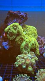 Ricordea oren koraal Zeewater aquarium, Dieren en Toebehoren, Vissen | Aquariumvissen, Overige typen, Zoutwatervis