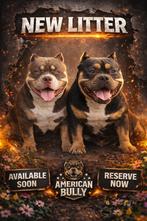 American Bully pocket puppies available from January, Particulier, Overige rassen, 8 tot 15 weken, Buitenland