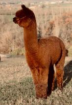 Alpaca stamboek dekhengst, Dieren en Toebehoren, Juni, Mannelijk