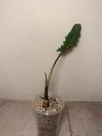 Alocasia Lauterbachiana (1), Huis en Inrichting, Kamerplanten, Ophalen of Verzenden, Halfschaduw, Minder dan 100 cm