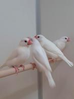 Rijstvogels wit, Dieren en Toebehoren, Vogels | Overige Vogels, Meerdere dieren, Tropenvogel, Geringd