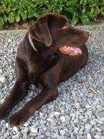 Saat ter dekking  bruine labrador reu met stamboom, Dieren en Toebehoren, Honden | Dekreuen, Rabiës (hondsdolheid), Reu, Eén hond