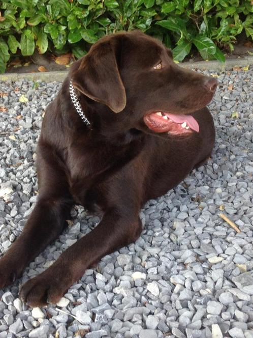 Saat ter dekking  bruine labrador reu met stamboom, Dieren en Toebehoren, Honden | Dekreuen, Reu, Particulier, Eén hond, Nederland