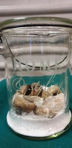 Siervazen met zand en schelpen 2 stuks, Huis en Inrichting, Woonaccessoires | Vazen, Ophalen of Verzenden, 'T Olde Gre-j, Info@toldegrej.nl