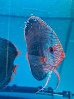 Discusvis bewezen vrouw met goed broedzorg, Dieren en Toebehoren, Vissen | Aquariumvissen, Vis