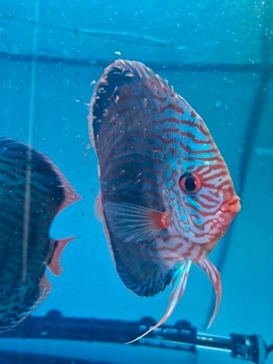 Discusvis bewezen vrouw met goed broedzorg, Dieren en Toebehoren, Vissen | Aquariumvissen, Vis