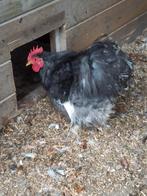 Cochin zijde haan zwartwit gepareld, Dieren en Toebehoren, Mannelijk, Kip