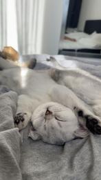 Lieve britste korthaar kittens, Dieren en Toebehoren, Katten en Kittens | Overige Katten, Meerdere dieren, Kortharig, 0 tot 2 jaar