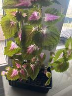 Siernetel coleus kamerplant in bak  zelf inpotten verdelen, Huis en Inrichting, Kamerplanten, Ophalen