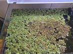 Aquariumplant/vijverplant Salvinia minima, Dieren en Toebehoren, Vissen | Aquaria en Toebehoren, Ophalen, Zo goed als nieuw, Plant(en), Steen of Hout