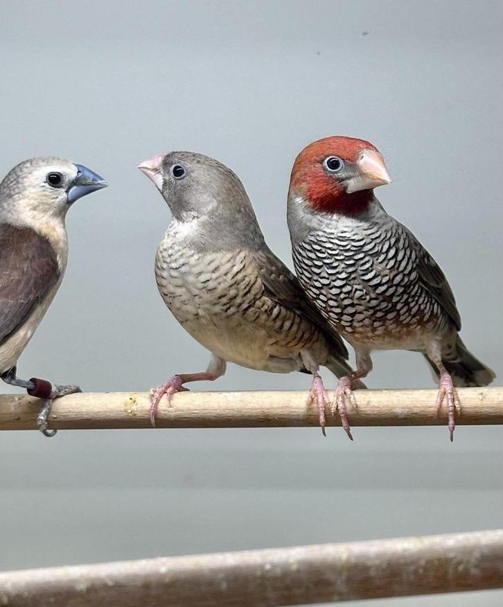 Roodkop amadines mannen, Dieren en Toebehoren, Vogels | Overige Vogels, Mannelijk