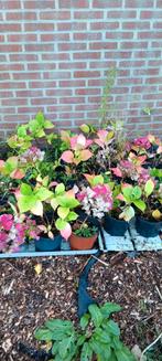 Partij Roze boeren hortensia's, Tuin en Terras, Overige soorten, Vaste plant, Ophalen of Verzenden, Halfschaduw