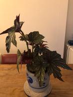 Begonia Aconitifolia Sophie Cecile, Huis en Inrichting, Ophalen of Verzenden, Overige soorten, Minder dan 100 cm