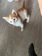 Kitten zoeken een lief huisje
