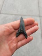 Grote Oxyrinchus haaientand, Ophalen of Verzenden, Fossiel