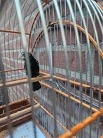 Twatwa sipa wageningen vogel, Dieren en Toebehoren, Vogels | Overige Vogels, Tropenvogel