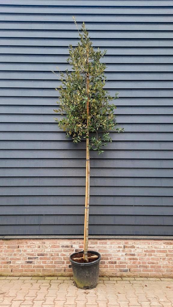 Quercus ilex (Steeneik) hoogstam 🌳, Tuin en Terras, Planten | Bomen, Overige soorten, Halfschaduw, Ophalen