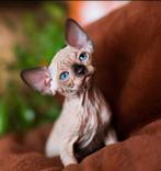 Sphynx/Devon Rex kittens.., Dieren en Toebehoren, Katten en Kittens | Raskatten | Korthaar, Meerdere dieren, Gechipt, 0 tot 2 jaar