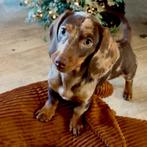 Mini teckel pups, klein maar dapper, in huis opgegroeid, Dieren en Toebehoren, Honden | Teckels en Dashonden, 8 tot 15 weken, Korthaar