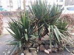 Yucca 45 cm hoog 70 cm breed, Overige soorten, Ophalen of Verzenden