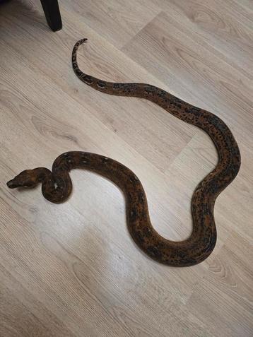 Bewezen kweekkoppel hypo leopard boa's  beschikbaar voor biedingen