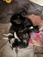 Ragdoll kittens 50/50, Dieren en Toebehoren, Katten en Kittens | Overige Katten, Langharig