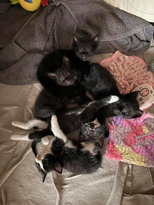 Ragdoll kittens 50/50, Dieren en Toebehoren, Katten en Kittens | Overige Katten, Langharig