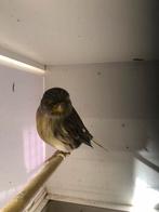 Glosters, Meerdere dieren, Kleurkanarie