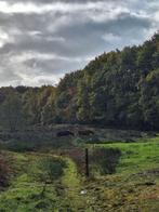 Weidegang, Weidegang, 1 paard of pony