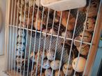 Japanse kwartelkuikens,  vannacht uit t ei gekomen.  Eendags, Meerdere dieren, Kip
