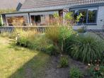 diverse siergrassen en bamboe, Tuin en Terras, Planten | Tuinplanten, Ophalen, Bloeit niet, Siergrassen, Halfschaduw
