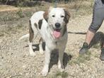 Penelope, een ongelooflijke lieve, mooie en grote hond, Dieren en Toebehoren, Honden | Niet-rashonden, Particulier, Rabiës (hondsdolheid)