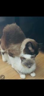 Ragdoll poes, Dieren en Toebehoren, Poes