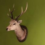 Prachtige grote hertenkop, Ophalen of Verzenden