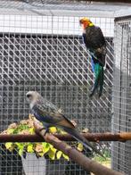 Koppel rosella, Dieren en Toebehoren, Meerdere dieren, Parkiet, Geringd