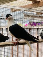 Afghans duiven te Koop, Meerdere dieren